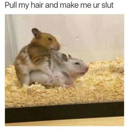 Hamster sex